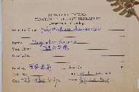 韓氏耳蕨藏品圖，第2張