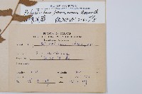 臺灣耳蕨藏品圖，第2張