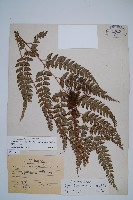 斜方複葉耳蕨藏品圖，第1張