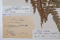 斜方複葉耳蕨藏品圖，第2張