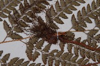 斜方複葉耳蕨藏品圖，第3張