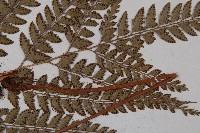 斜方複葉耳蕨藏品圖，第4張