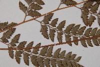 斜方複葉耳蕨藏品圖，第5張