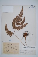 斜方複葉耳蕨藏品圖，第1張