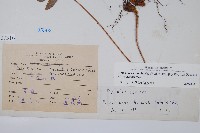 斜方複葉耳蕨藏品圖，第2張