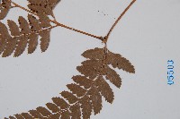 斜方複葉耳蕨藏品圖，第3張