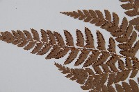 斜方複葉耳蕨藏品圖，第5張