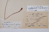 斜方複葉耳蕨藏品圖，第2張