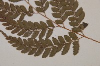 斜方複葉耳蕨藏品圖，第3張