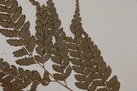 斜方複葉耳蕨藏品圖，第4張