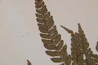 斜方複葉耳蕨藏品圖，第5張