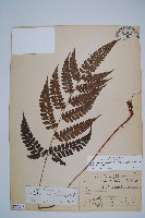 斜方複葉耳蕨藏品圖，第1張