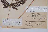 斜方複葉耳蕨藏品圖，第2張