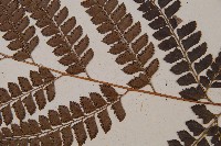 斜方複葉耳蕨藏品圖，第3張