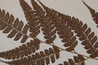 斜方複葉耳蕨藏品圖，第4張