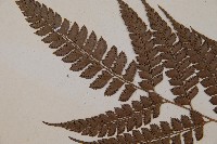 斜方複葉耳蕨藏品圖，第5張