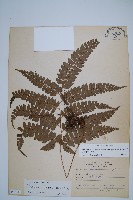 斜方複葉耳蕨藏品圖，第1張