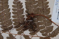 斜方複葉耳蕨藏品圖，第3張