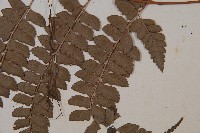 斜方複葉耳蕨藏品圖，第4張