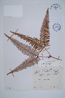 芒萁藏品圖，第1張