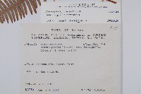 芒萁藏品圖，第2張