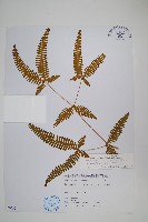 蔓芒萁藏品圖，第1張