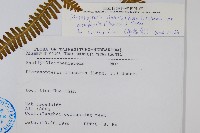 蔓芒萁藏品圖，第2張