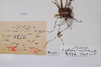 韓氏耳蕨藏品圖，第2張