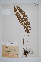 韓氏耳蕨藏品圖，第1張