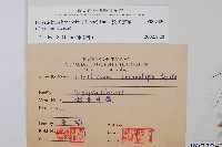 韓氏耳蕨藏品圖，第2張