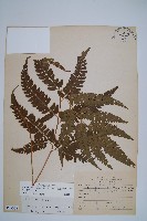 斜方複葉耳蕨藏品圖，第1張