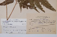 斜方複葉耳蕨藏品圖，第2張