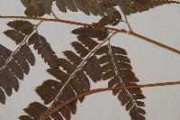 斜方複葉耳蕨藏品圖，第3張