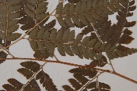 斜方複葉耳蕨藏品圖，第4張