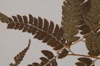 斜方複葉耳蕨藏品圖，第5張