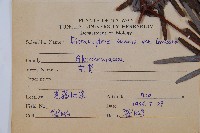 芒萁藏品圖，第2張