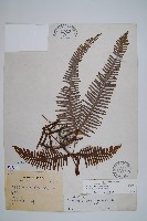 芒萁藏品圖，第1張