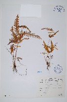 賽芒萁藏品圖，第1張