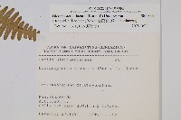 蔓芒萁藏品圖，第2張