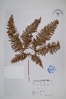 芒萁藏品圖，第1張