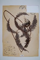 芒萁藏品圖，第1張