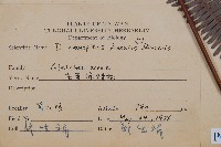 芒萁藏品圖，第2張