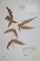 芒萁藏品圖，第1張