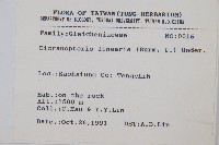 芒萁藏品圖，第2張