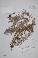 芒萁藏品圖，第1張