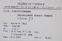 芒萁藏品圖，第2張