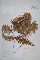 芒萁藏品圖，第1張