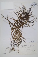 達邊蕨藏品圖，第1張