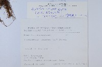 尖葉鐵角蕨藏品圖，第2張