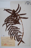 尖葉耳蕨藏品圖，第1張